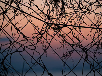 Low angle view of bare tree against sky