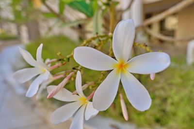 Close-up of white flowering plant