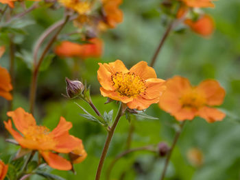 Close-up of orange flowering plant
