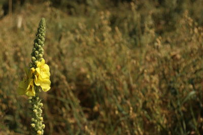 Close-up of yellow flowering plant on field