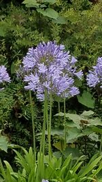 Close-up of purple flowers