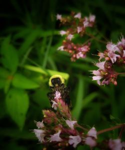 Close-up of bee on flower