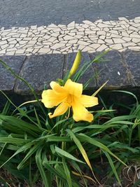 High angle view of yellow flower blooming outdoors