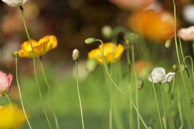 Close-up of yellow flowering plants on field