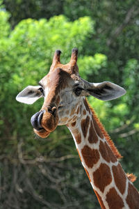 Close-up of giraffe