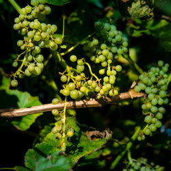 Close-up of grapes growing on tree