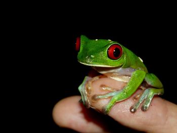 Close-up of cropped hands over black background