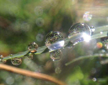 Close-up of water drops on leaf