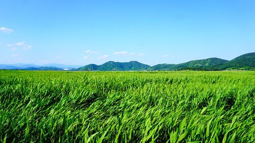 Scenic view of field against cloudy sky