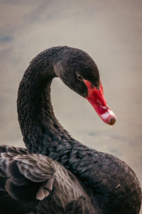 black swan