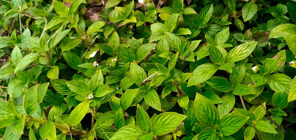 Full frame shot of leaves on field