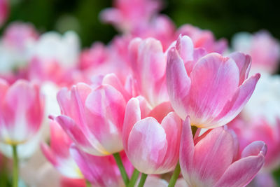 Close-up of pink flowers