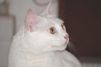 Close-up of a cat looking away