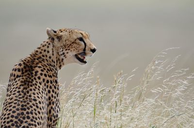 Close-up of a cat looking away