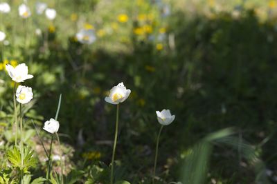 Close-up of white flowering plants on field