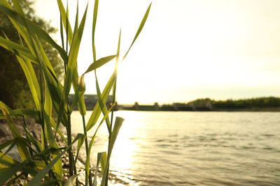 Close-up of plant against sea during sunset