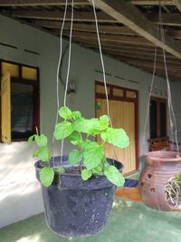 Close-up of potted plant