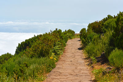 Dirt road along plants and trees against sky