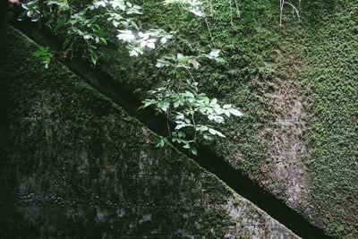 Close-up of moss on tree trunk