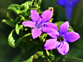 Close-up of purple flowering plant