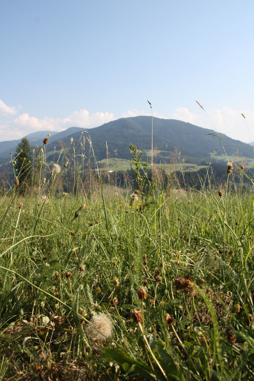 GRASS GROWING ON FIELD AGAINST SKY