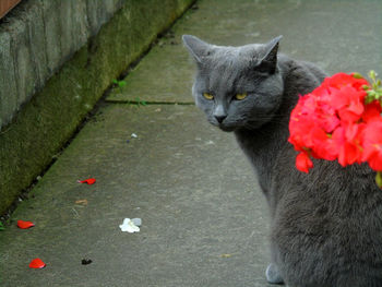 Cat on flowers