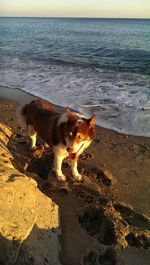 Dog on beach against sky