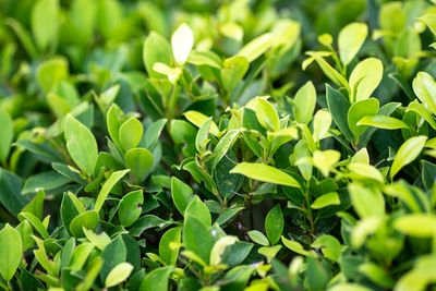 Close-up of plants growing on field