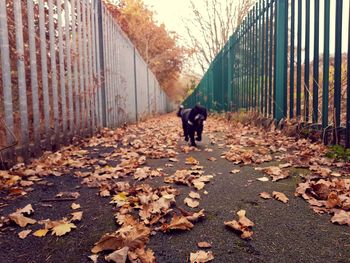 Rear view of dog walking on leaves during autumn