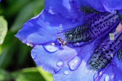 Close-up of purple flowering plant