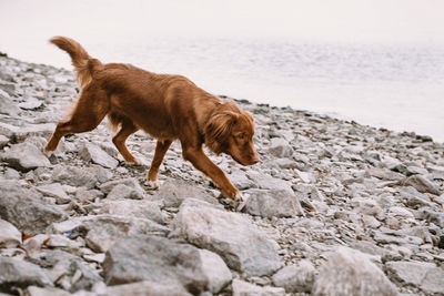 Young active dog toller walking on river shore