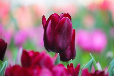 Close-up of pink tulips