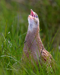 Close-up of a bird on field