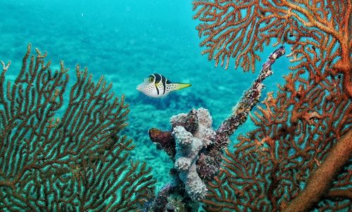 Close-up of multi colored coral in sea