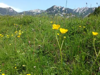 Yellow flowers growing in field