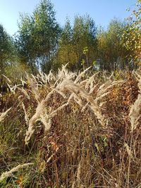 Plants growing on field