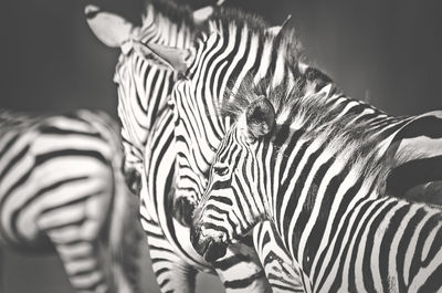 Close-up of zebra