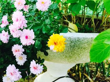 Close-up of yellow flowering plants