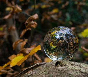 Glass ball in the autumn woods