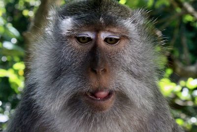 Close-up of thinking monkey