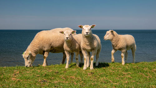 Sheep grazing on field