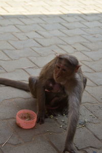 High angle view of monkey sitting on footpath