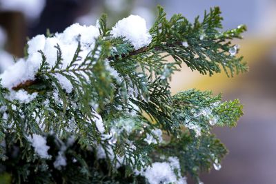Close-up of frozen tree