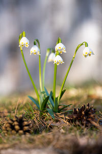 Close-up of purple crocus flowers on field