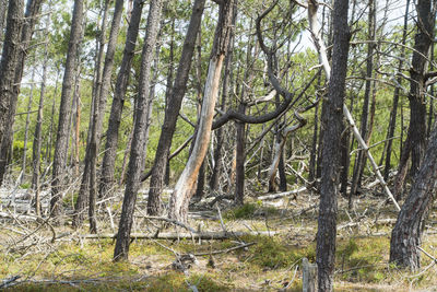Trees in forest