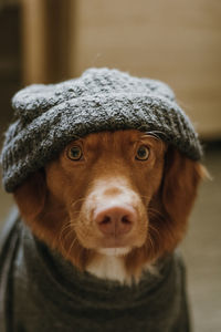Nova scotia duck tolling retriever in grey hat and scarf. dressing up pets. selective focus on dog