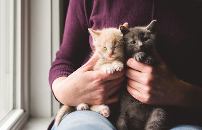 Close up of female hands holding two sleepy kittens on her lap.