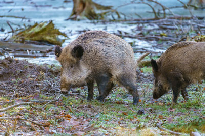 Wild boars