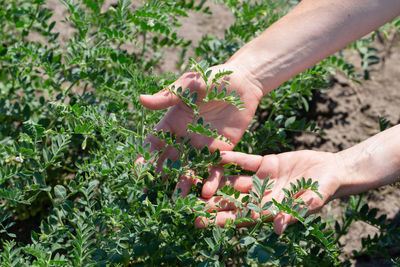 Cropped hand of person planting sapling