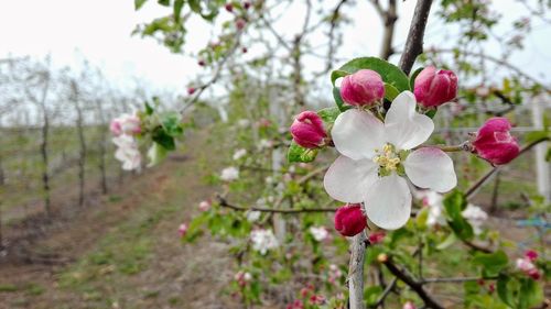 Close-up of pink apple blossoms in spring